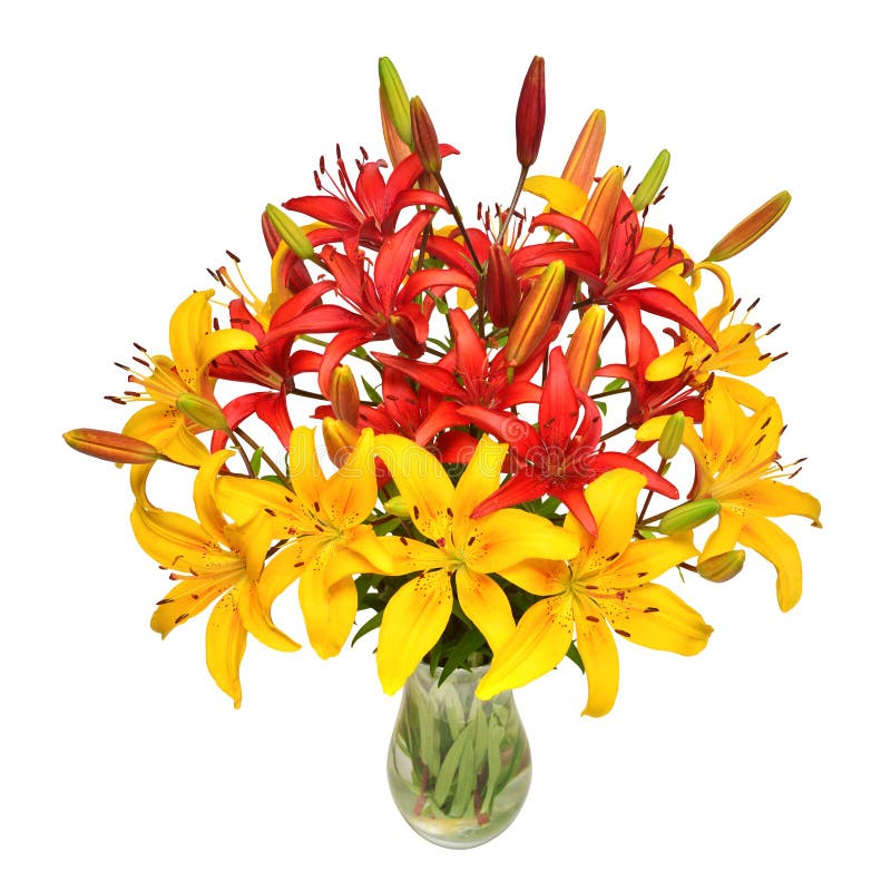 Red and yellow lilies bouquet in a vase isolated on white background. Beautiful still life. Flowers in the shape of a star