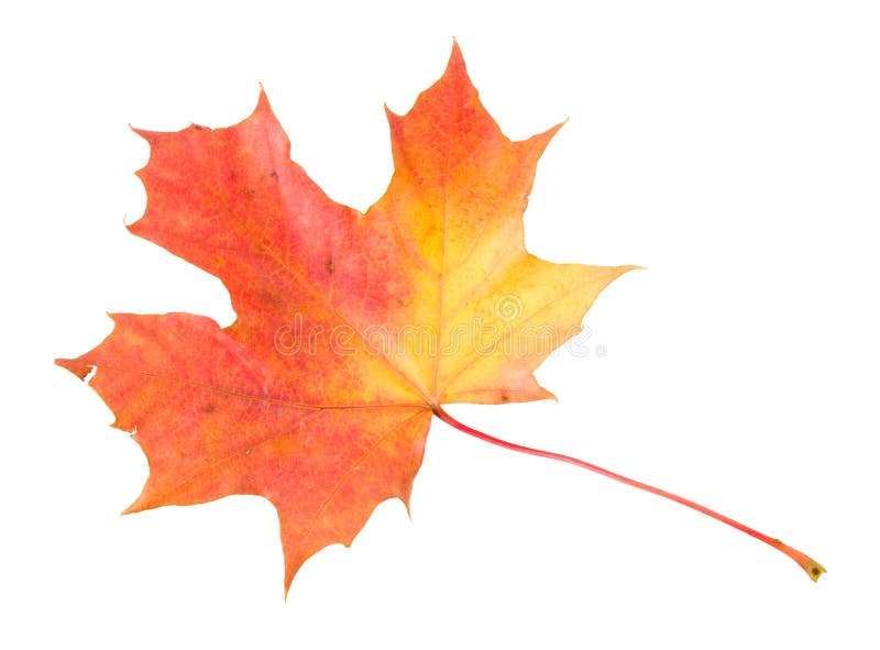 Red-yellow maple leaf isolated on white