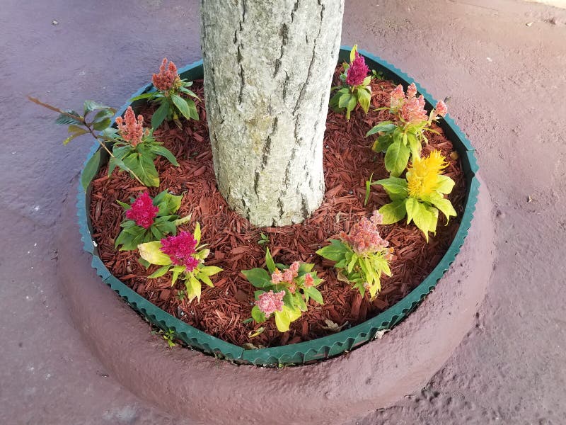 Red, Yellow, and Orange Flowers at Base of Tree with Red Cement Stock