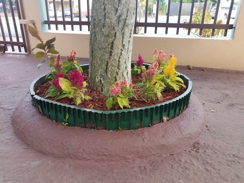 Red, Yellow, and Orange Flowers at Base of Tree with Red Cement Stock