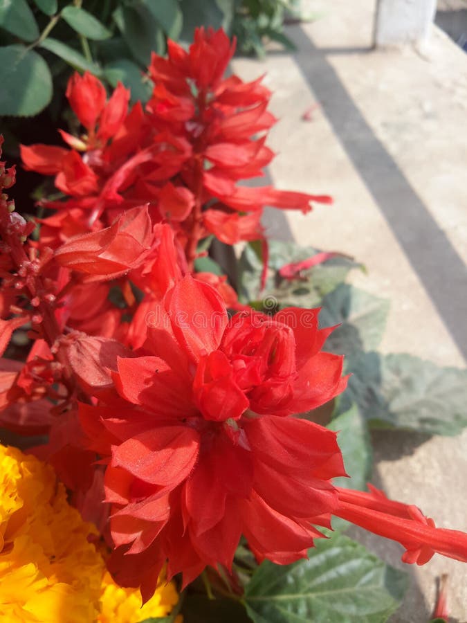 Red flowers stock image. Image of yellow, pink, orange 137079387