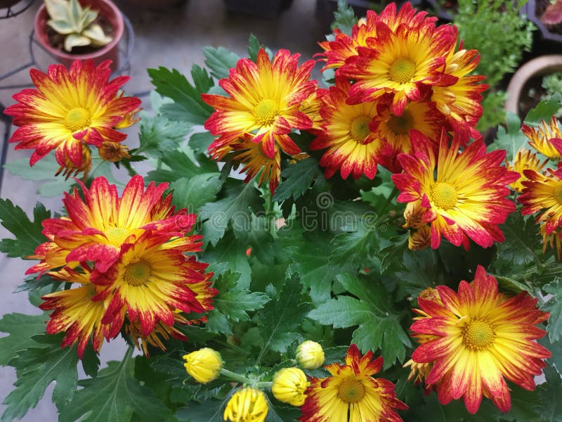 Red yellow petals dendranthema grandiflorum flower