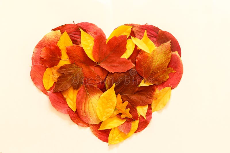 Red, yellow and pink autumn leaves in shape of heart on white background