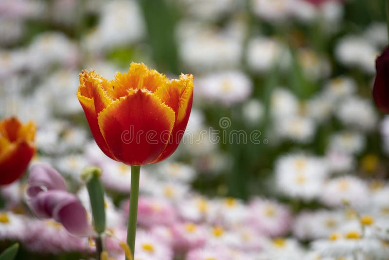 Red, yellow, purple and other special colors tulips.