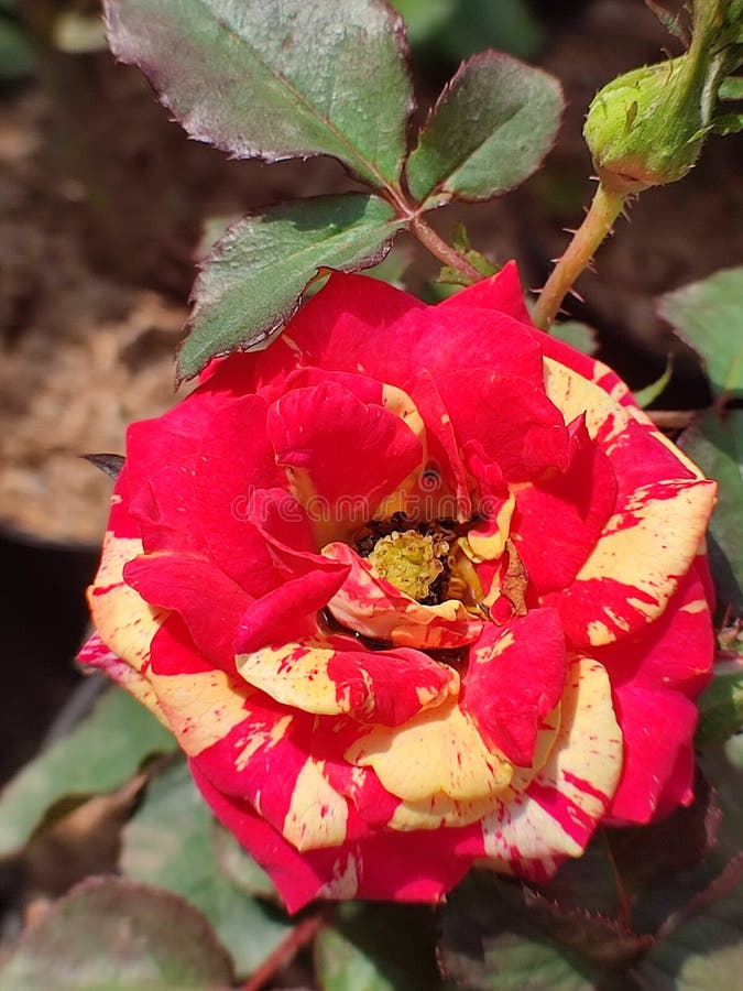 Red yellow rose stock image. Image of rose, produce 240326801