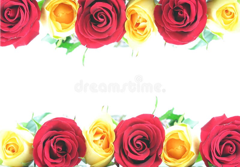 Red and yellow roses in border on top and bottom with copy space in middle. Red and yellow roses in border on top and bottom with copy space in middle.