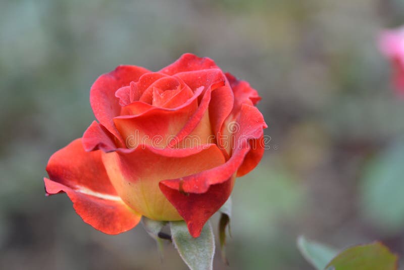 Red Yellow Rose in the Garden Stock Photo Image of beauty, flowers