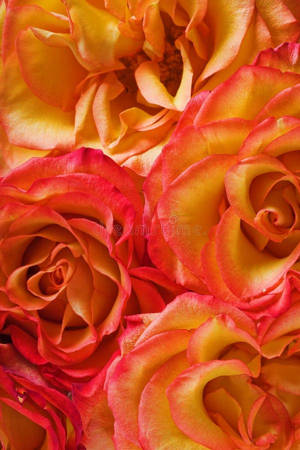 Red and yellow roses background