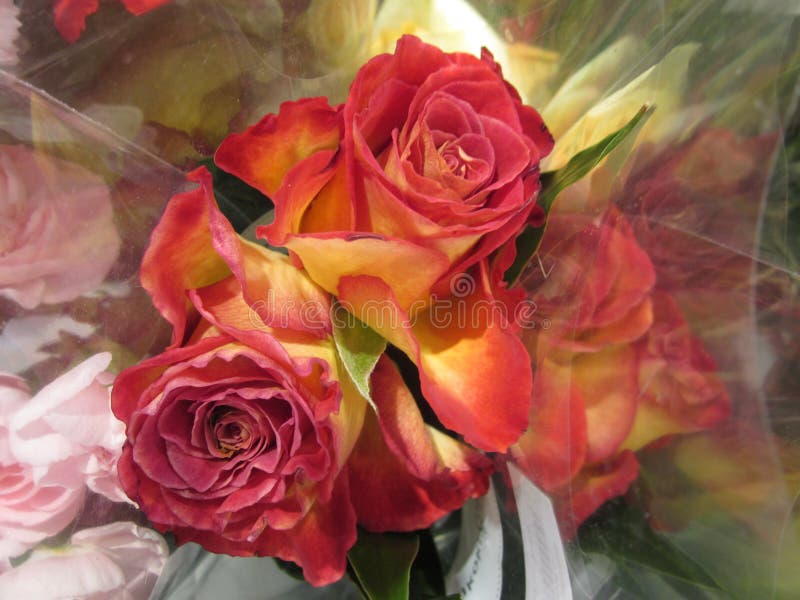 Red with yellow roses. stock photo. Image of decoration 88016056