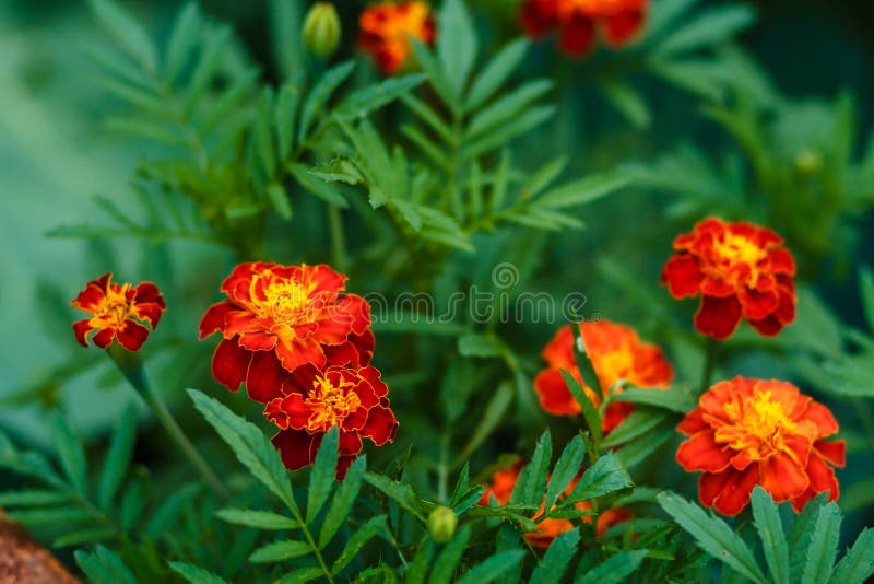 Red Yellow Saffron Suphers Close Stock Photo Image of nature