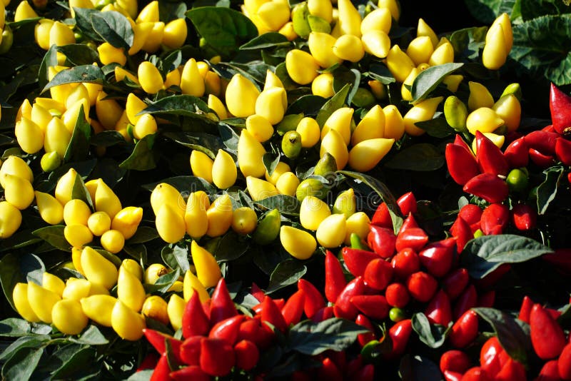 Red and Yellow Small Decorative Hot Chili Peppers Stock Image Image