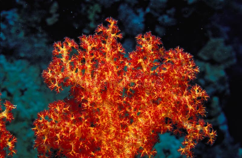 Red yellow soft coral