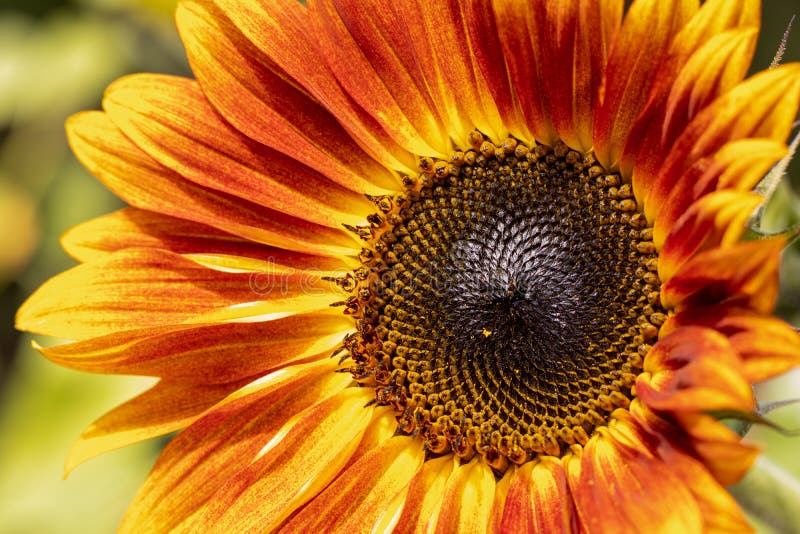 Redyellow Sunflower stock image. Image of isolated 232740177