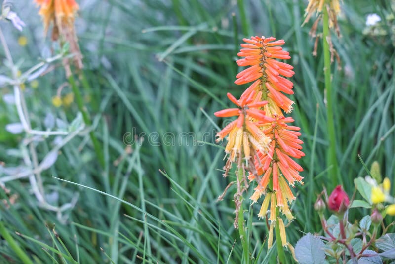 Red and yellow torch lily flowers blooming stock images