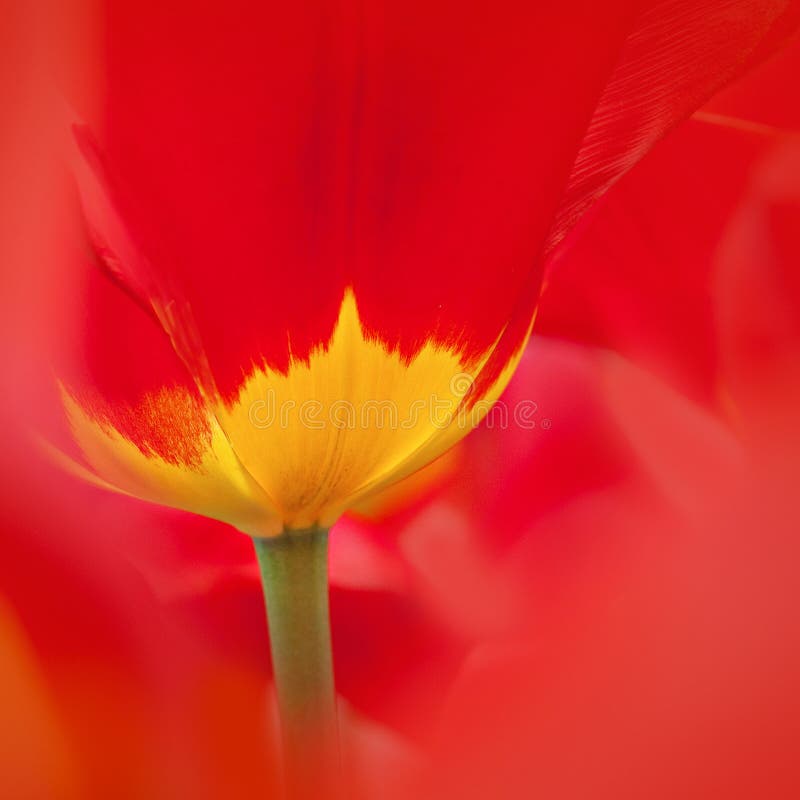 Red-yellow tulip.