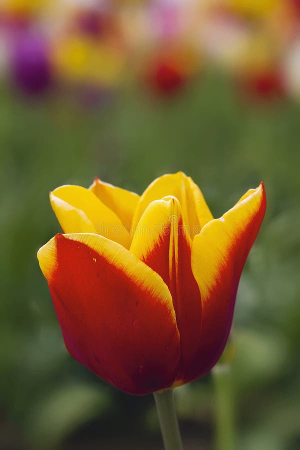 Red And Yellow Tulip Closeup Stock Image - Image of flower ...