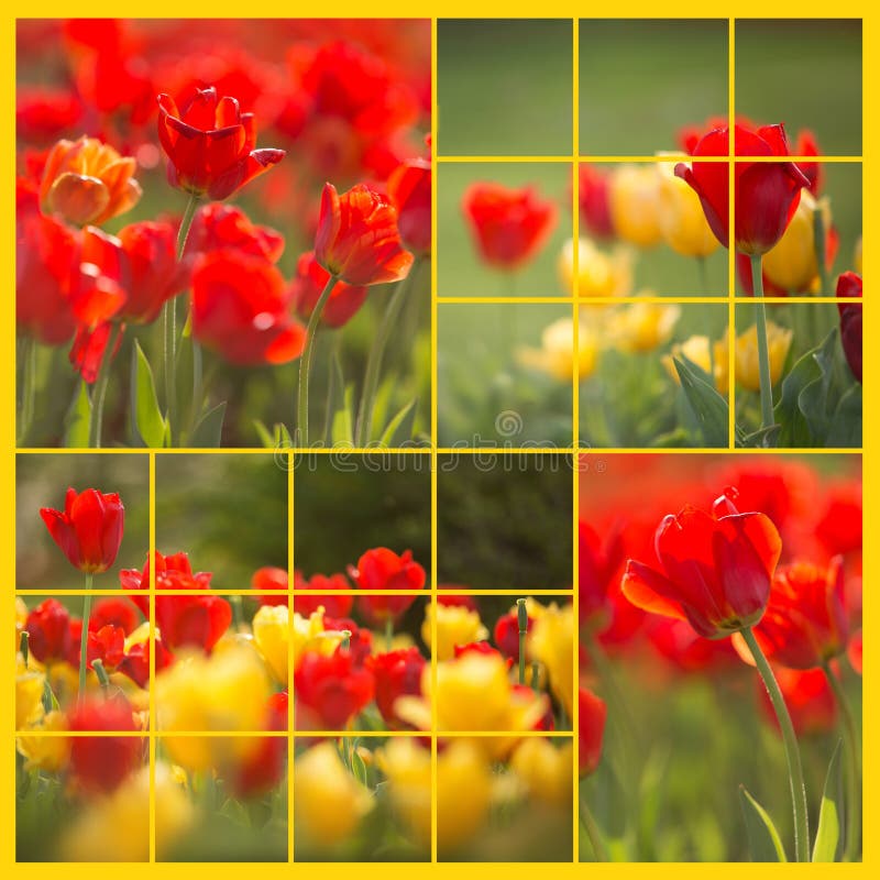 Red and Yellow Tulip collage - left side
