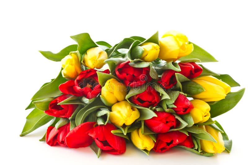 Red and yellow tulip flowers