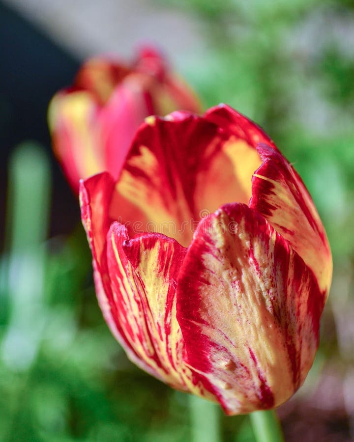 Red And Yellow Tulip Perennial Flowers Stock Image - Image ...