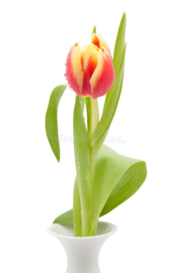 Red and yellow tulip with water drops isolated