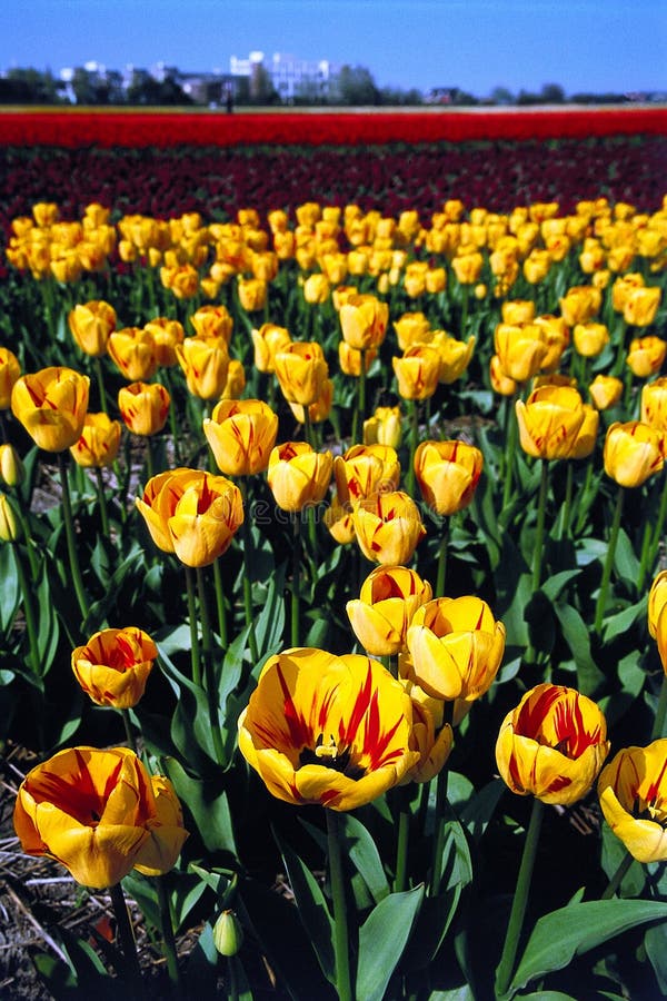 Red yellow tulips