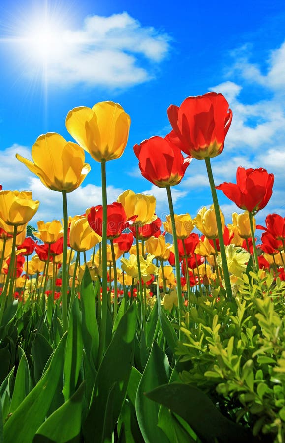 Red and Yellow Tulips royalty free stock images