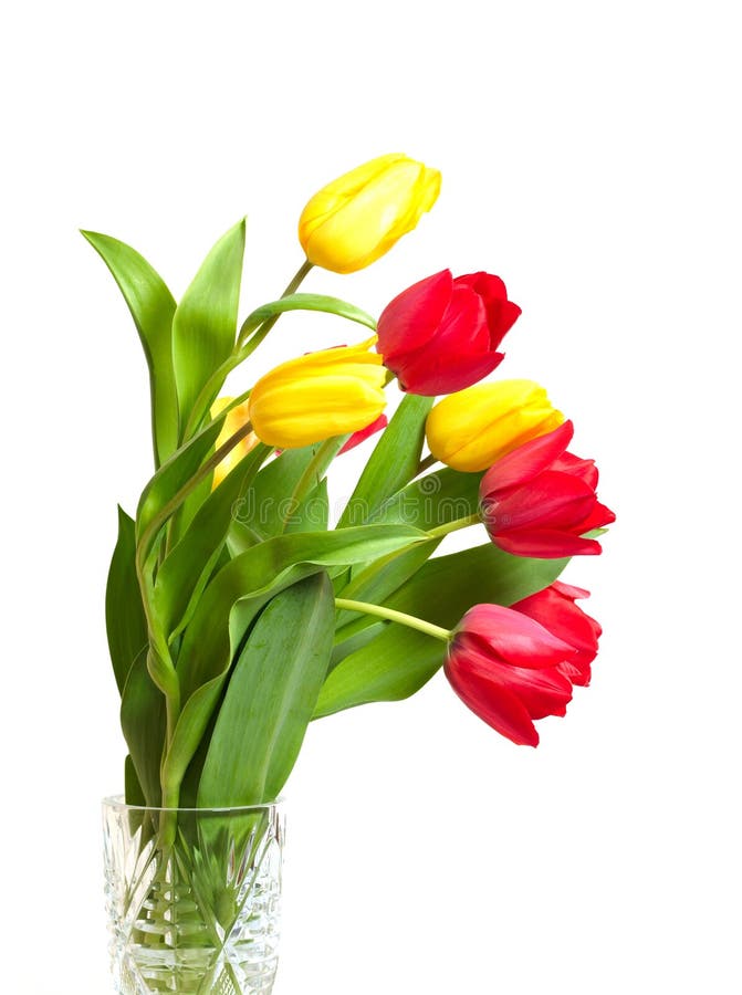 Red and yellow tulips royalty free stock images