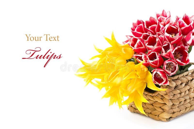 Red Roses and Purple Tulips Stock Image Image of petal, purple 18329465