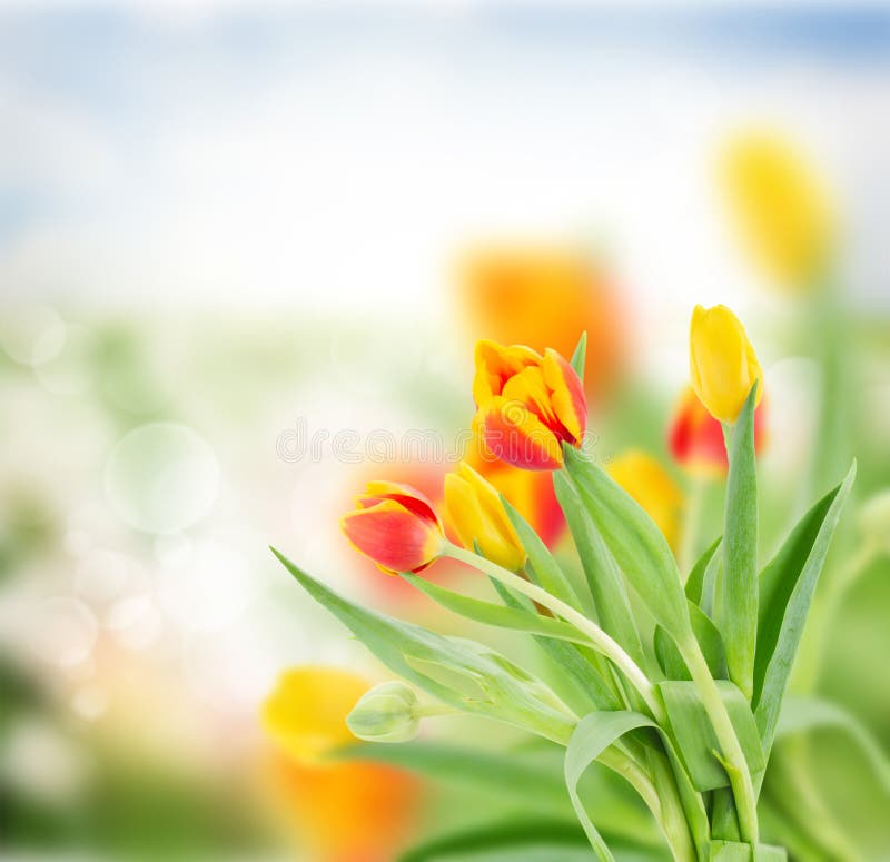 Red and yellow tulips in garden