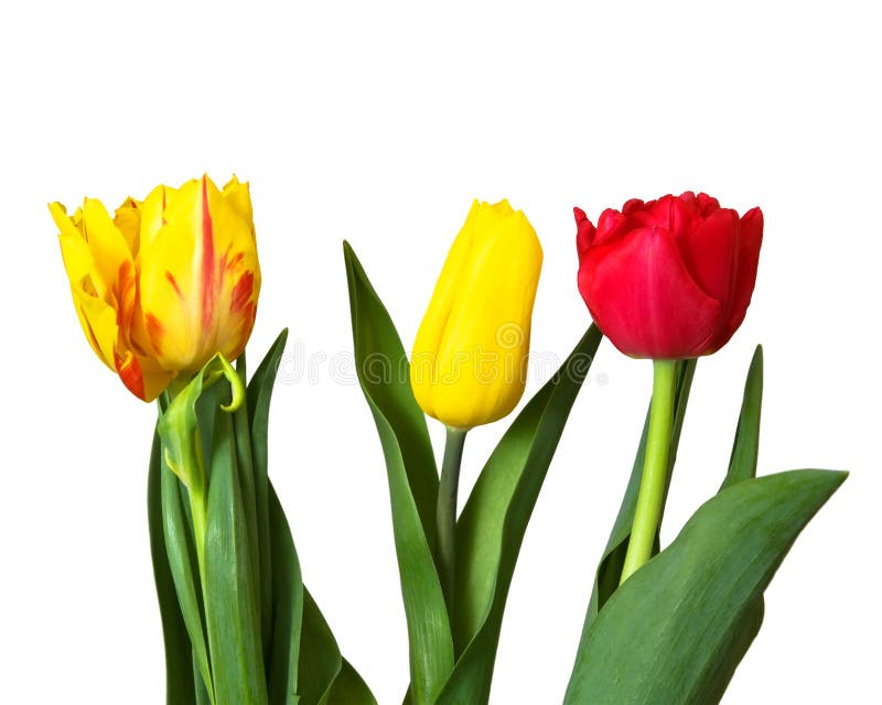 Red, yellow tulips, isolated stock image Red, yellow tulips, isolated stock image