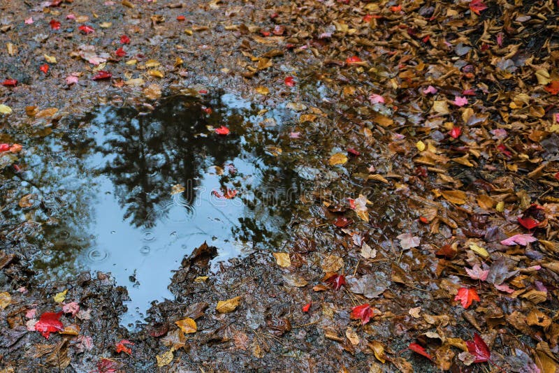 Autumn puddle royalty free stock images Autumn puddle royalty free stock images