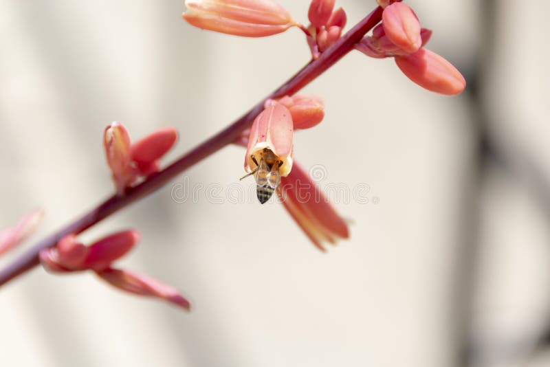 Red Yucca Bloom - Hesperaloe Parviflora - Texas Honey Bee stock images Red Yucca Bloom - Hesperaloe Parviflora - Texas Honey Bee stock images