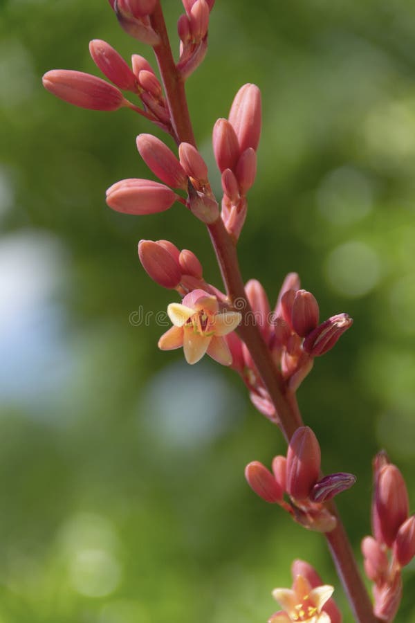 Red Yucca Bloom - Hesperaloe Parviflora. Yellow and pink flower on branches along with closed buds on background of blurred green foliage stock photos Red Yucca Bloom - Hesperaloe Parviflora. Yellow and pink flower on branches along with closed buds on background of blurred green foliage stock photos