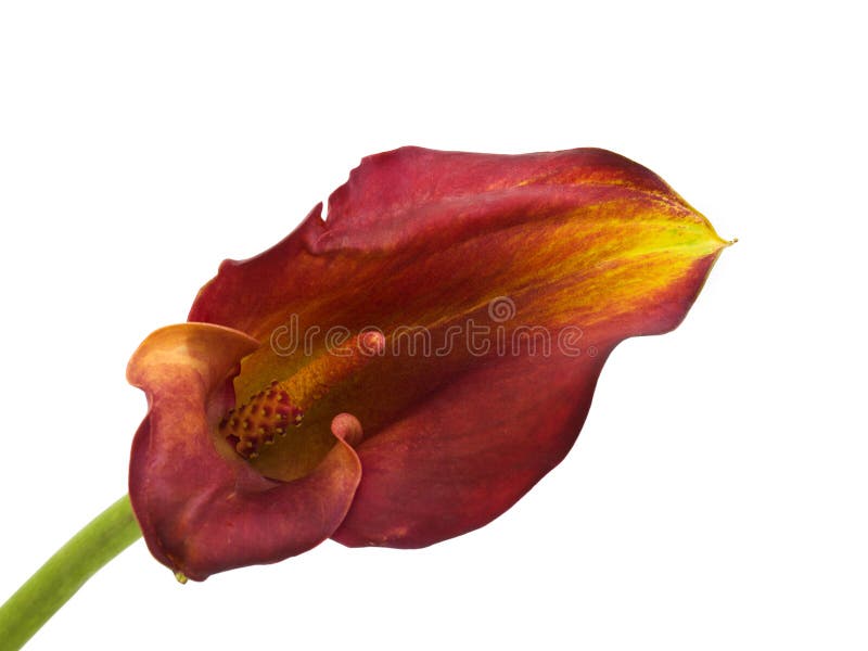 Red zantedeschia calla lily