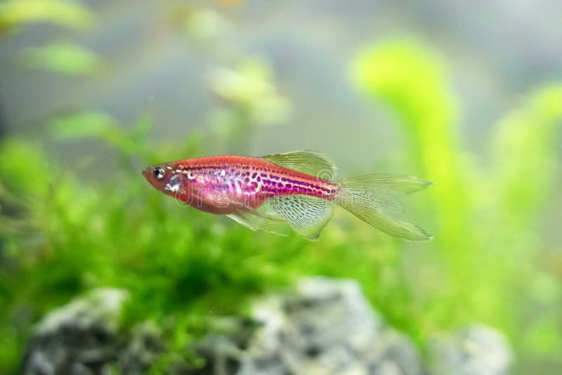 Danio rerio royalty free stock images Danio rerio royalty free stock images