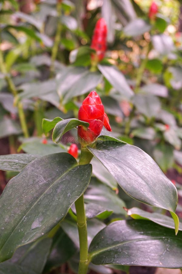 Red Zingiber Zerumbet Flower Stock Photo Image of plant, zerumbet