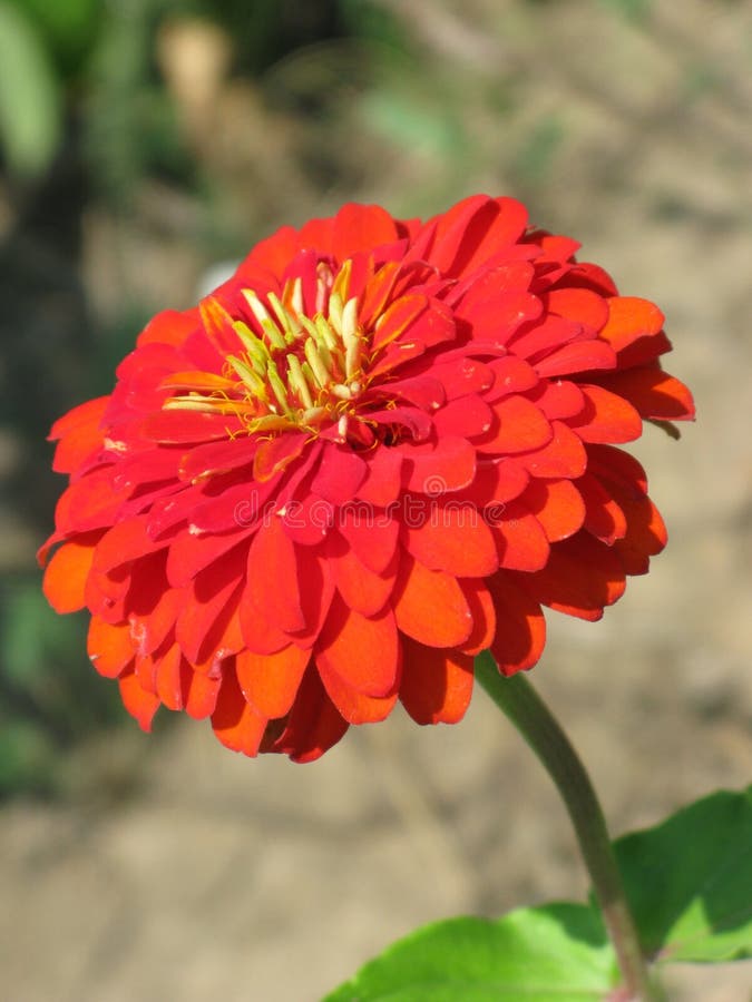 Red zinnia stock image. Image of beautiful, summer, bouquet - 102716923