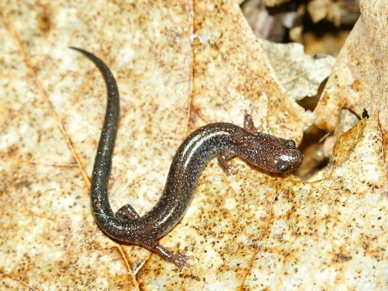 Redback Salamander (Plethodon cinereus) lizenzfreies stockbild Redback Salamander (Plethodon cinereus) lizenzfreies stockbild