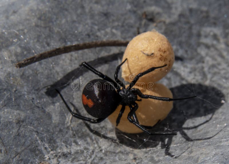 Redback spider with eggs stock image. Image of australia 237222483