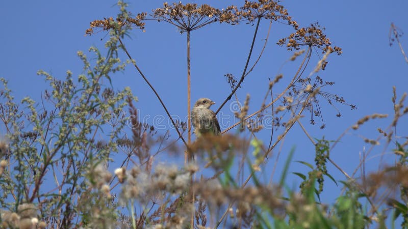 Redbacked collurio lanius shrike. Молодой shrike сидит на ветви родителей umbelliferous завода ждать