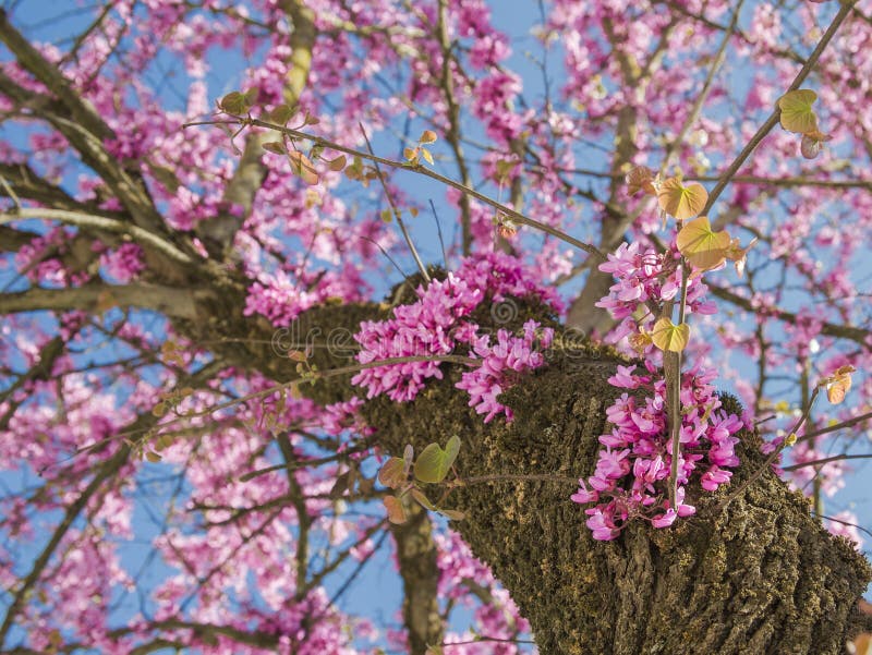 Redbud Tree in Spring Pink Flowers Stock Image Image of calm