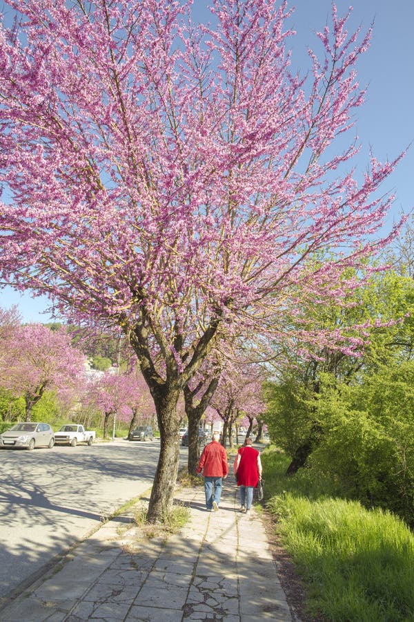 Redbud Tree in Spring Pink Flowers Stock Image Image of flowers