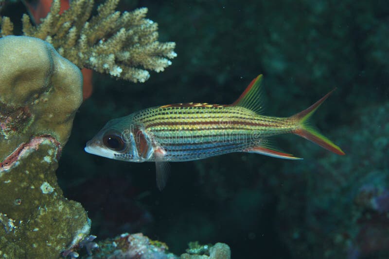 Redcoat squirrelfish royalty free stock photos Redcoat squirrelfish royalty free stock photos