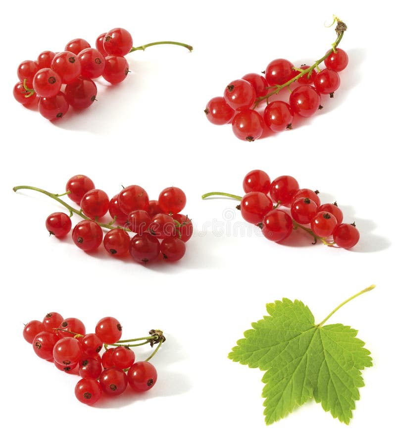 Redcurrant