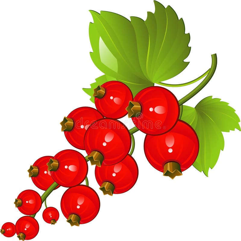 Redcurrant