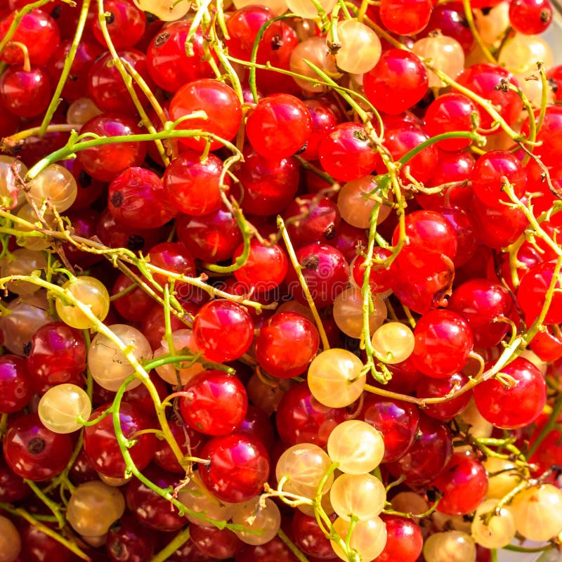 Redcurrant jagod tekstury zamknięty up tło jagody nadal życia porzeczkowa czerwony Świeże czerwone lato jagody obrazy royalty free Redcurrant jagod tekstury zamknięty up tło jagody nadal życia porzeczkowa czerwony Świeże czerwone lato jagody obrazy royalty free