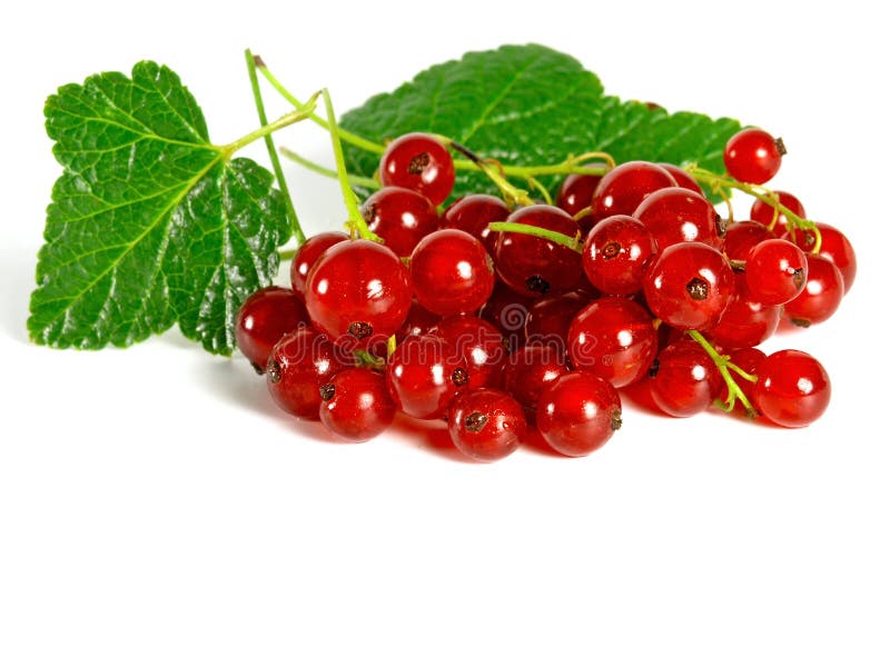 Redcurrant καρπών καλοκαίρι στοκ εικόνες
