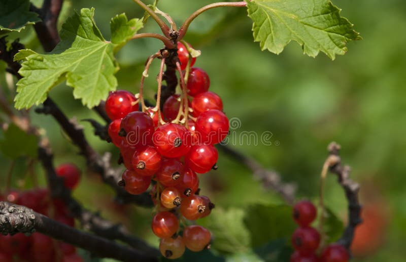 Redcurrants