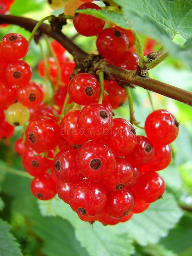 Redcurrants