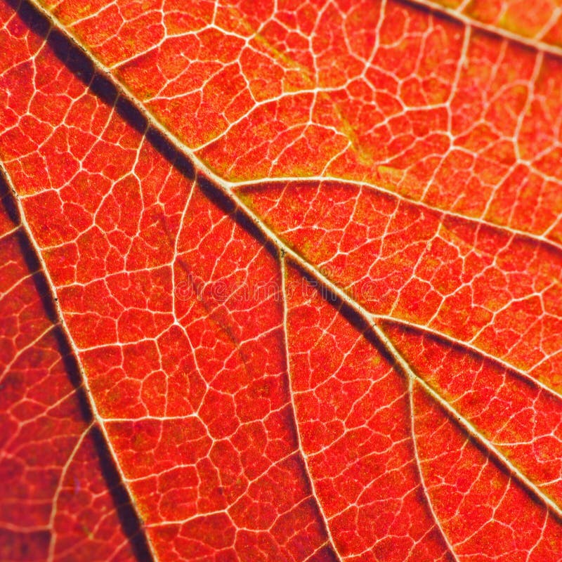 Reddened Leaf of a Plant in Autumn. Saturated Red Color. Macro Stock